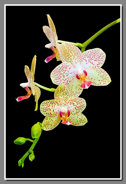 Phalaenopsis, orchid, flower, Riverfront Arts Center