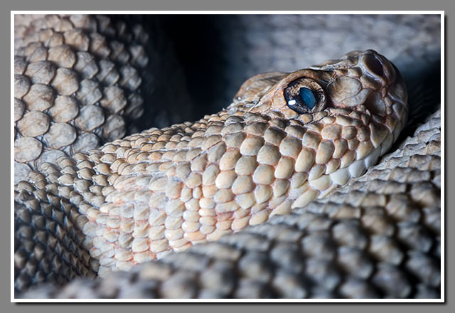 Aruba Island Rattlesnake, Crotalus unicolor