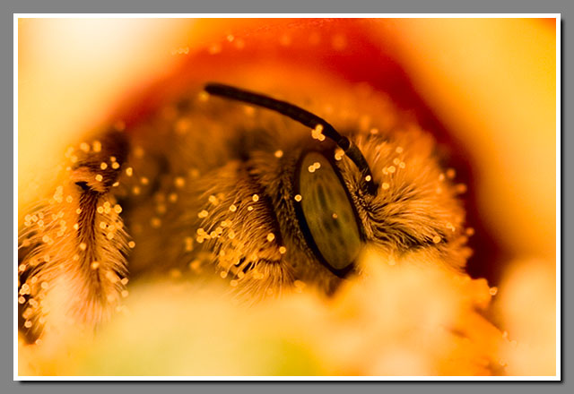 Bombus, bee, flower, pollen, prickly pear cactus, Grand Canyon National Park, Arizona