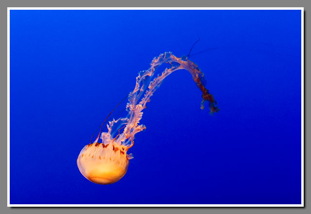 Monterey Bay Aquarium, jellyfish, Chrysaora fuscenscens, California