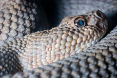 Aruba Island Rattler