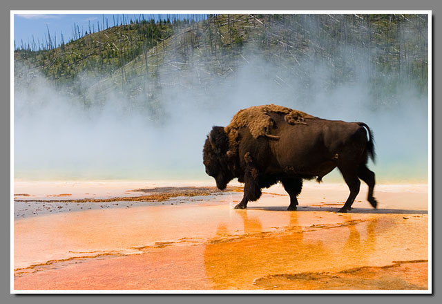 Yellowstone National Park, bison, buffalo, Grand Prismatic, hot spring, Wyoming