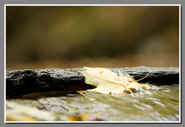 Pewits Nest State Natural Area, Skillet Creek, Wisconsin, maple leaf